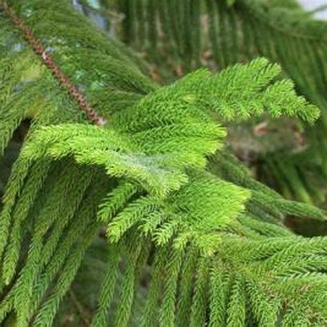 Check spelling or type a new query. How to Care for an Indoor Norfolk Pine Tree | Trees ...