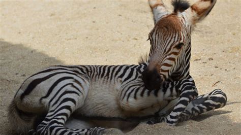 Disneys Animal Kingdom Welcomes In Baby Zebra