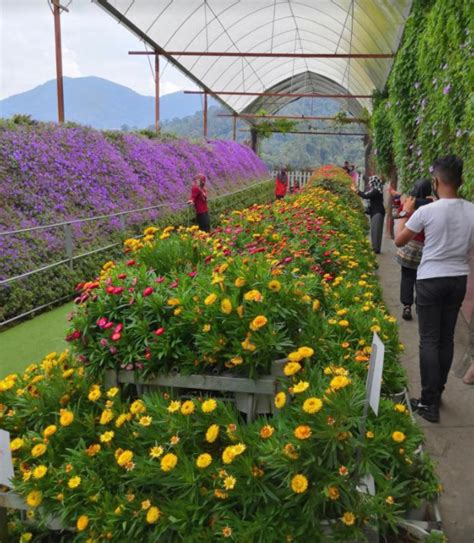 Cameron highlands is famous for its foothills of tea shrubs. This Cosy Airbnb Overlooking A Cameron Highlands Tea ...