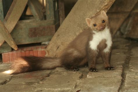 Martens Genuine Mustelids