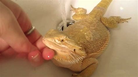 How To Help A Bearded Dragon Shed Awesome Video Of My Beardy Gojira