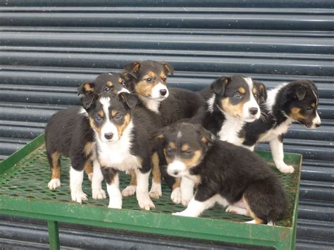 The border collie society of america (bcsa) and american kennel club (akc)'s breed standard for this canine recognizes all the borders' colors and the mixture of shades, patterns, and markings. Beautiful Tri-Coloured Border Collie Puppies | Bala, Gwynedd | Pets4Homes