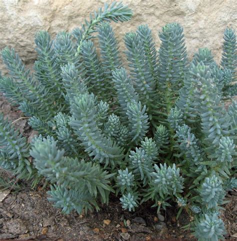 Sedum is a succulent plant. Blue Spruce - Stonecrop - Sedum Plant | GrowJoy.com