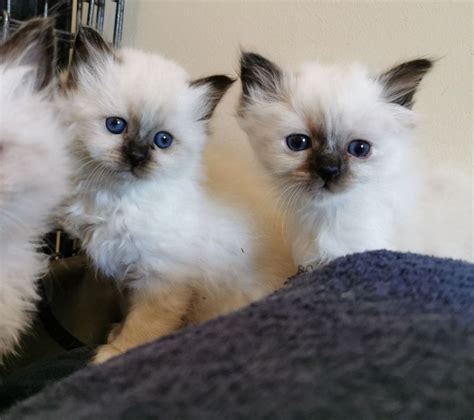 Birman Kittens For Sale For Sale Adoption In Hong Kong