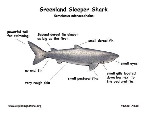 Shark (Greenland)