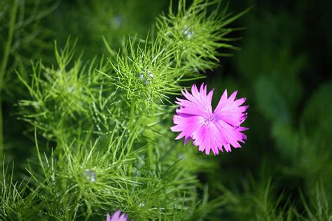 Pink Dianthus With Nigella Buds Photograph By Teresa Mucha