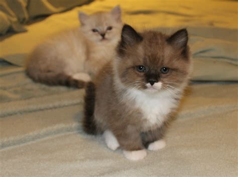 Mink And Seal Point Ragamuffin Cats For Sale Gw Muffins