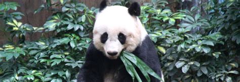 The Worlds Oldest Panda In Captivity Dead At 38