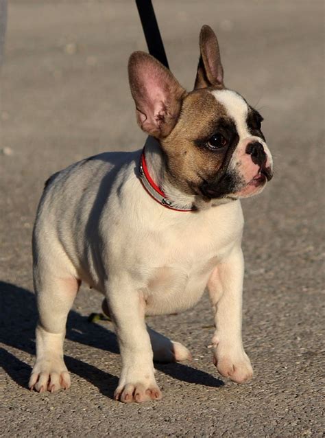 Lily The 4 Months Old Frenchie Girl Is Ready For A New Home French