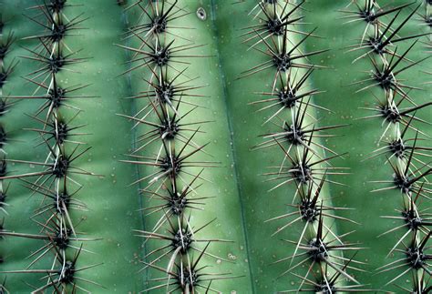 Cactus Texture Free Stock Photo Public Domain Pictures