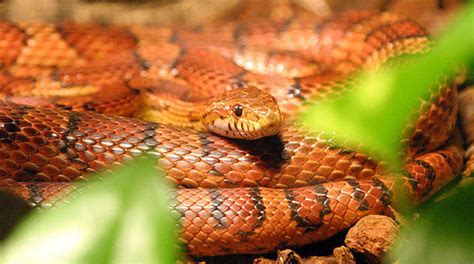 In the history of gaming this is the most influential game in the video game universe, it's a classic arcade game called google snake unless you've been living under a rock the past 30. Corn Snakes Are Not Venemous | South Carolina Public Radio