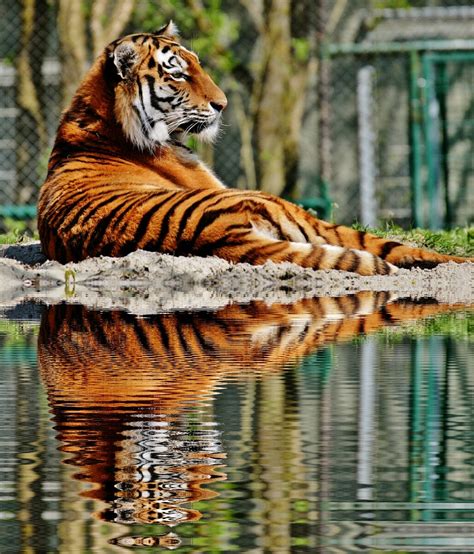 Picture Of A Majestic Tiger About Wild Animals