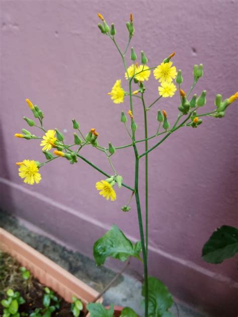 Ocrea—a sheath around the stem above the base of the leaf. identification - What is this weed with beautiful yellow ...