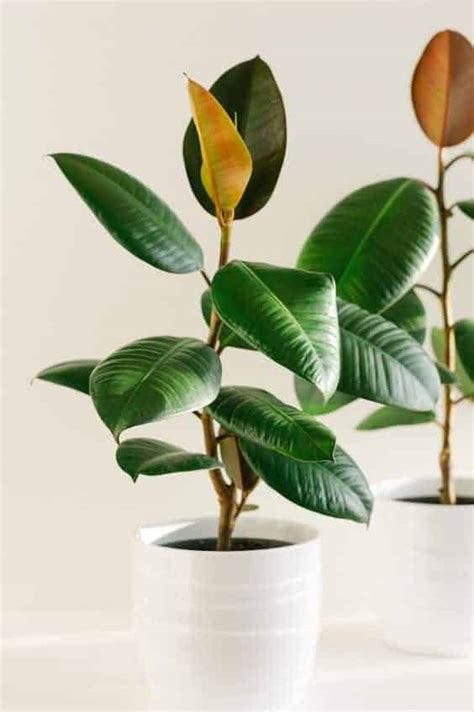 Don't be afraid to propagate! Rubber Plant Care: How to Grow this Tree Indoors - YHMAG