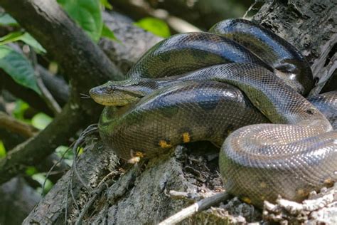 14 Green Anaconda Facts Fact Animal