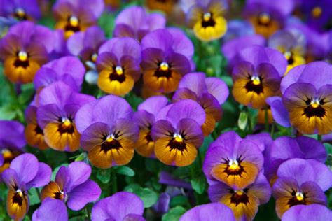 50 Jenis Bunga Tercantik Di Dunia Terlengkap Gambar Bunga Hd Dan