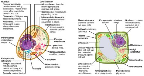 Cell Membrane In Plant Cell Definition
