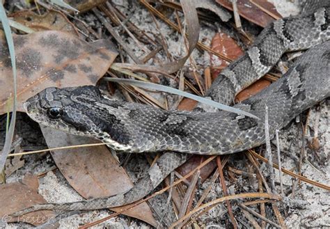 Dusky Pygmy Rattlesnake Florida Snake Id Guide