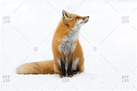 Red Fox Vulpes Vulpes Looking Up Sitting In Snow Algonquin