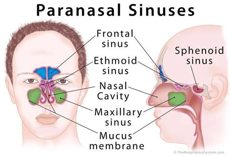 An Image Of The Anatomy Of The Facial Sinuses