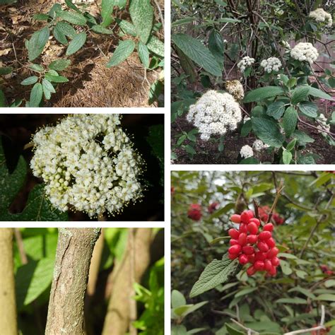 Six Invasive Viburnums In The Greater Washington Area Us National