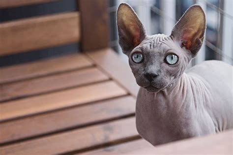 12 Amazing Hairless Animals That We Keep As Pets Pethelpful