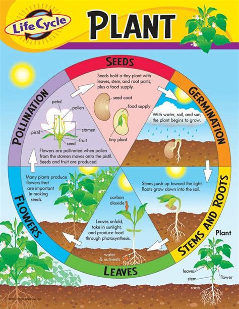 Trend Enterprises Life Cycle Of A Plant Learning Chart T