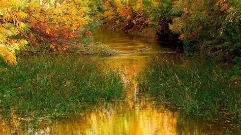 Peaceful River In Autumn River Golden Autumn Grass Forest Hd