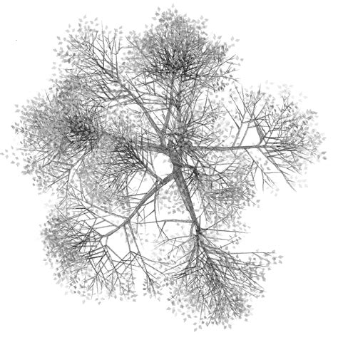 Drawn Tree Plan Png Black And White - Tree plan, download free top tree png image