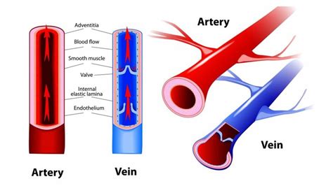 Arteries Vs Veins Major Differences Between Blood Vessels