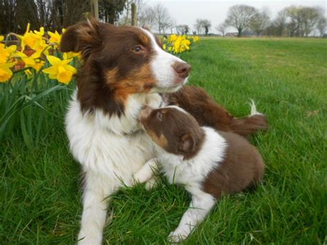 Click to learn more about our border collies. Border Collie BITCH Puppy - Red & White Tri | Boston, Lincolnshire | Pets4Homes