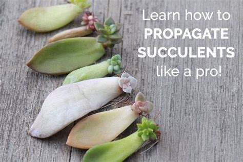 Use the tape like removing lint from a jacket. Propagating Succulents | Succulent gardening, Propagate ...