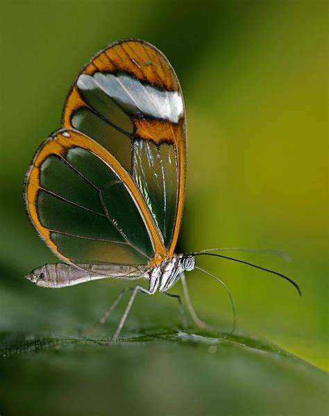 Butterfly Chrysalis Butterfly Species Butterfly Kisses Butterfly