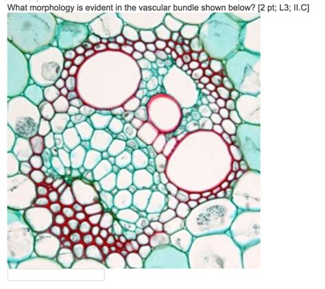 Solved What Morphology Is Evident The Vascular Bundle Shown