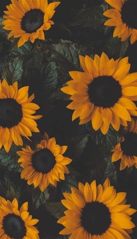 Sunflower Lockscreen On Tumblr