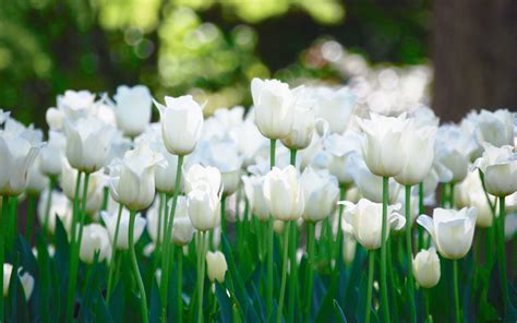White Tulips Wallpapers Top Free White Tulips Backgrounds