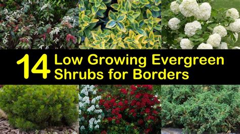 Small Evergreen Flowering Shrubs For Shade Shade Loving Shrubs The