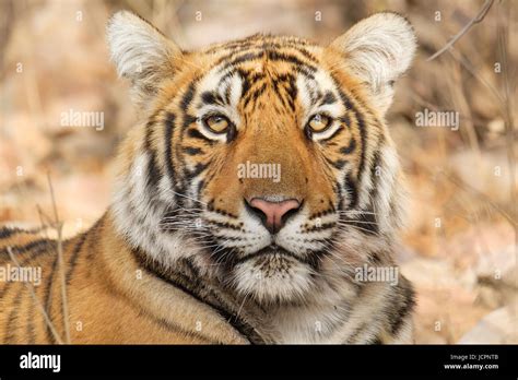 Closeup Of A Bengal Tiger Panthera Tigris Tigris Face Endangered