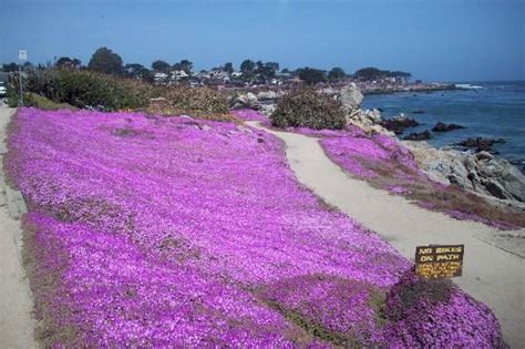 Big sur adventures in the american tin cannery suite 122 125 ocean view blvd pacific grove, ca 93950. Cas, Ice plant and California on Pinterest