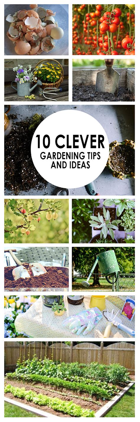 10 Clever Gardening Tips And Ideas ~ Bees And Roses