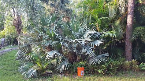 Best Cold Hardy Palm Trees