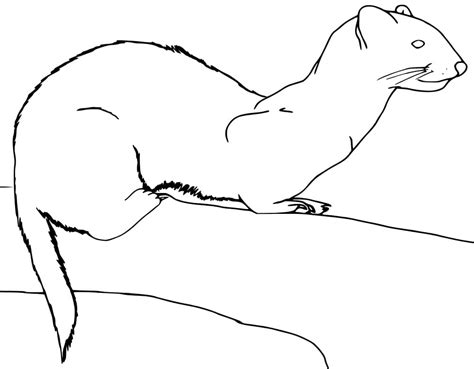 Weasel Coloring Page Coloring Pages