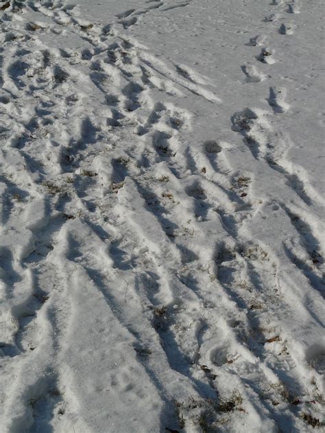 Hd Wallpaper Traces Snow Wintry Snow Lane Footprints Reprint