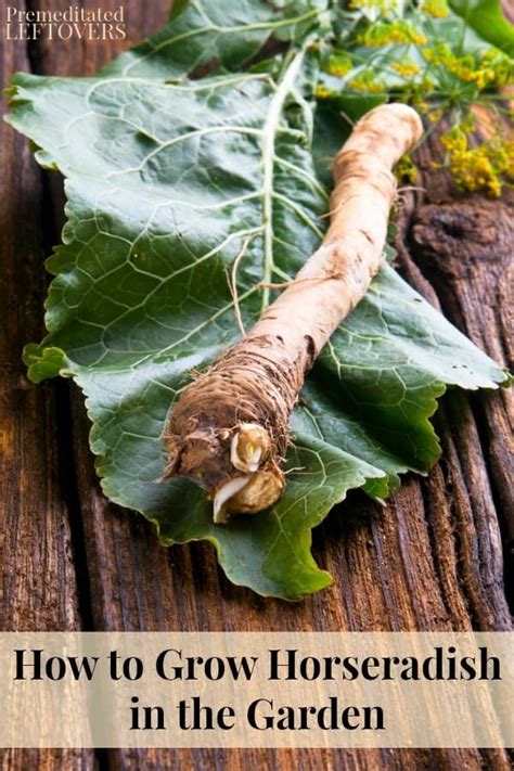 This Guide On How To Grow Horseradish Includes Everything You Need To