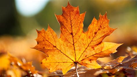 Fall Leaves Desktop Wallpapers Top Free Fall Leaves Desktop