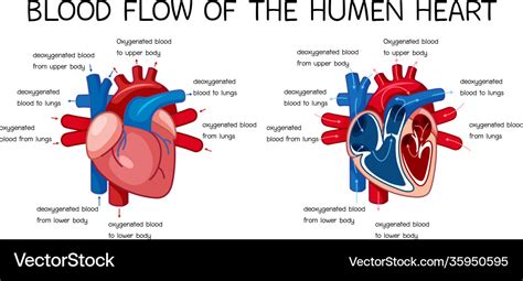 Labeled Diagram Of Blood Flow Through The Heart