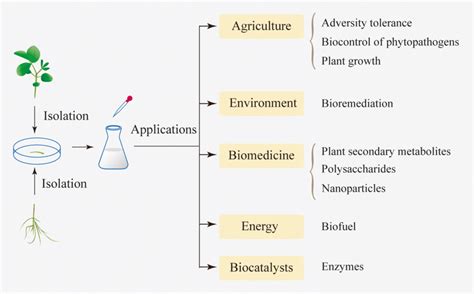 Application Of Endophytic Fungi In The Biosynthesis Of Functional