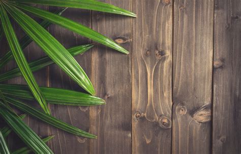 Perfect for musicals, recitals & events. Wallpaper tree, Board, wood, background, texture, leaves ...