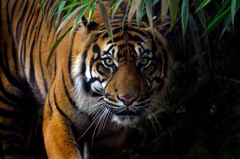 Wildlife Of Rer Sumatran Tiger Restorasi Ekosistem Riau Rer