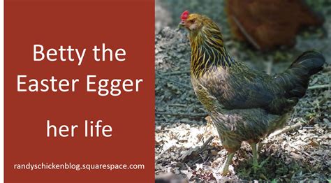 betty the easter egger—her life — randy s chicken blog
